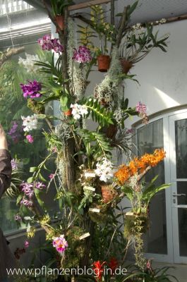 Orchideenschau Leipzig 2014