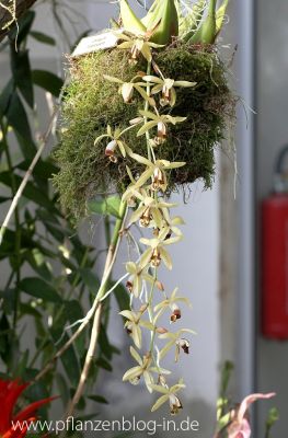 Coelogyne massangeana