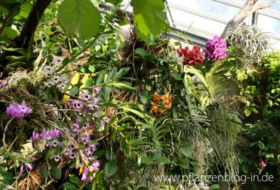Orchideenschau Leipzig 2014