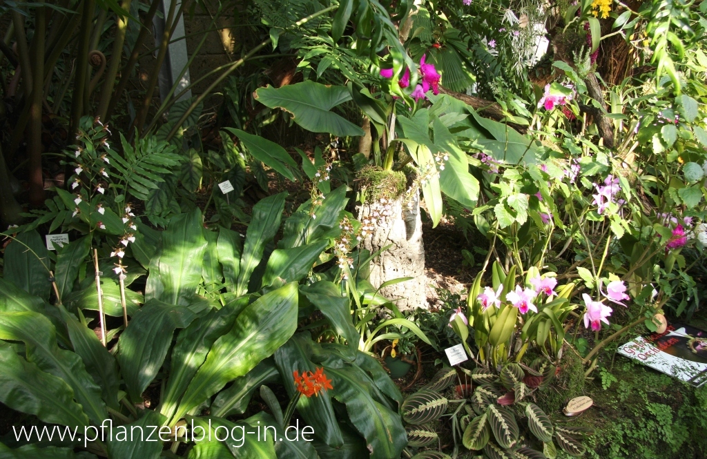 Orchideenschau Botanischer Garten Leipzig 2014 » Majas Pflanzenblog