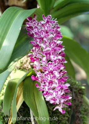 Rhynchostylis gigantea