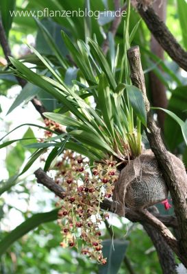 Cymbidium devonianum