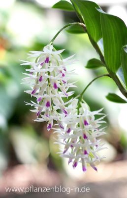 Dendrobium amethystoglossum