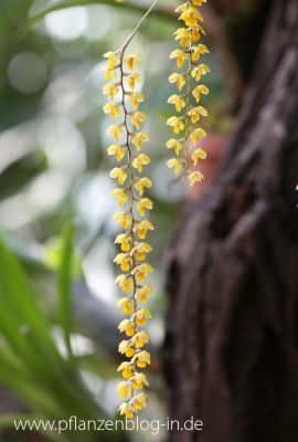 Dendrochilum spec. gelb