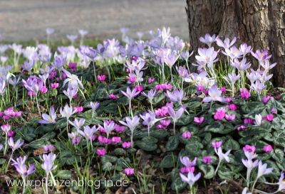 Alpenveilchen und Krokusse