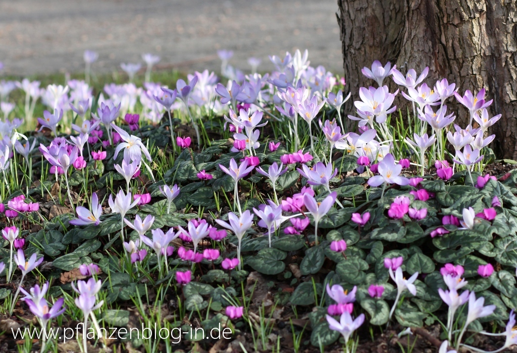 Orchideenschau Botanischer Garten Leipzig 2014 Majas Pflanzenblog