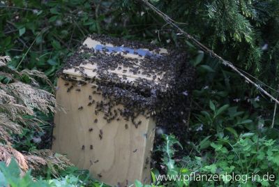 Bienenschwarm in Schwarmfangkasten