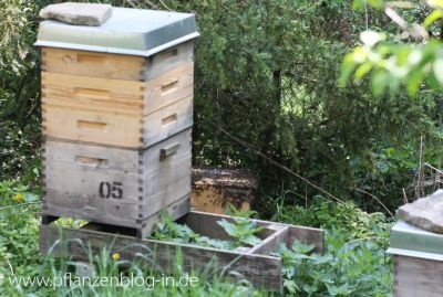 Bienenschwarm in Schwarmfangkasten