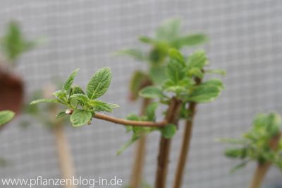 Triebspitzen Wandelröschen