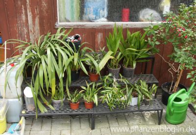 Verschiedene Orchideen