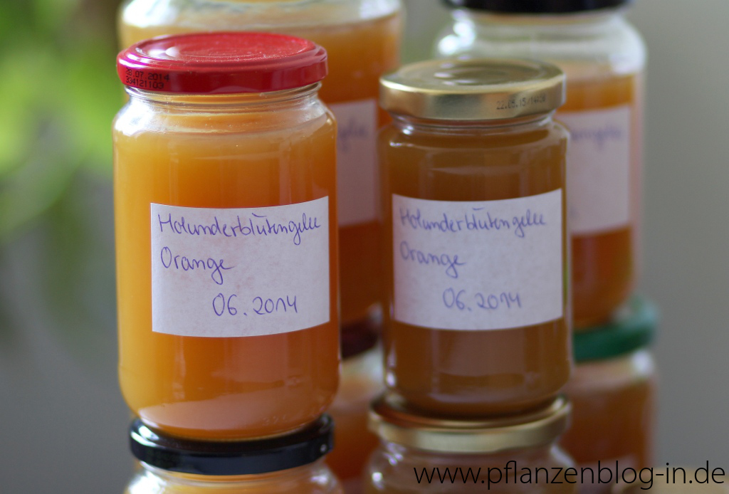 Holunderblütengelee mit Orange und Apfel » Majas Pflanzenblog