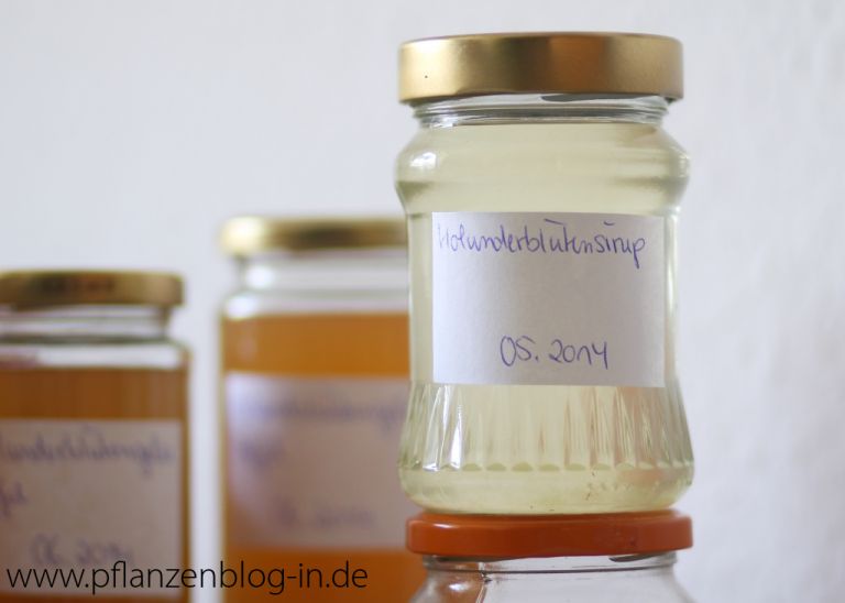 Holunderblütensirup mit Zitrone selber machen » Majas Pflanzenblog