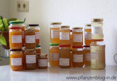 Holunderblütengelee mit Orange und Apfel