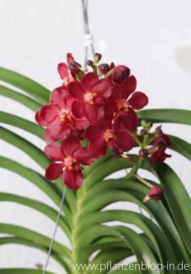 Vanda 'Wild Cherry'