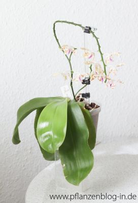 Phalaenopsis tetraspis x mariae