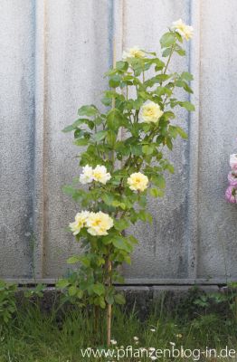 Rose 'Lichtkönigin Lucia'