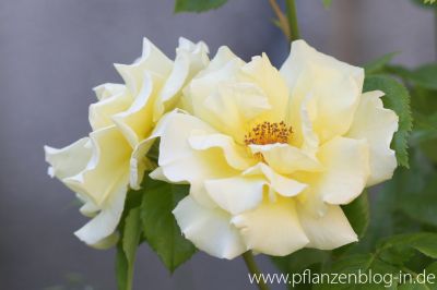 Rose 'Lichtkönigin Lucia'