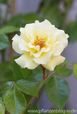 Rose 'Lichtkönigin Lucia'