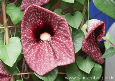 Gespensterpflanze (Aristolochia grandiflora)