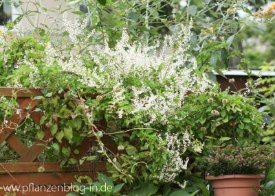 Schlingknöterich (Fallopia baldschuanica)