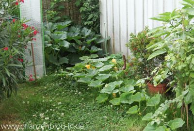 Zucchini- & Kürbisecke