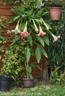 Engelstrompete (Brugmansia)