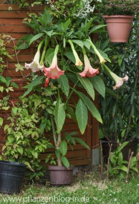 Engelstrompete (Brugmansia)