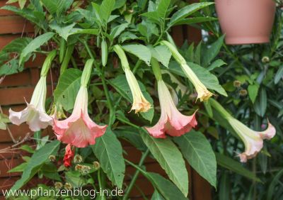 Engelstrompete (Brugmansia)