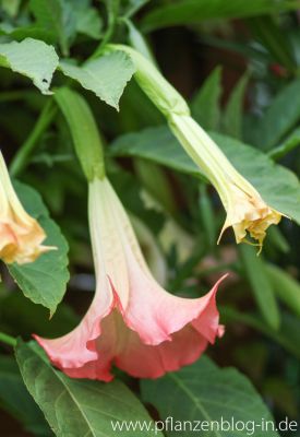 Engelstrompete (Brugmansia)