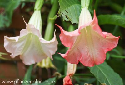 Engelstrompete (Brugmansia)