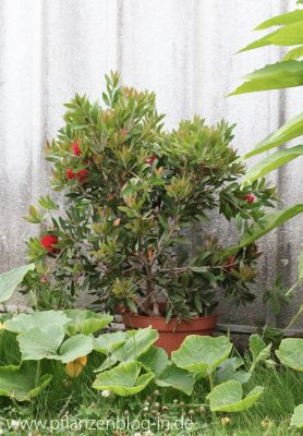 Zylinderputzer (Callistemon)