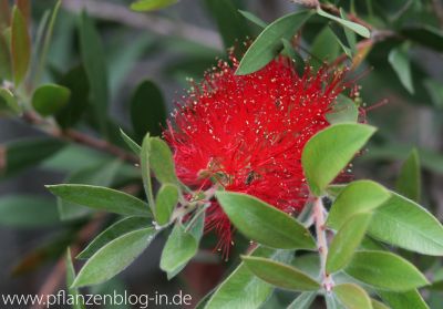 Zylinderputzer (Callistemon)