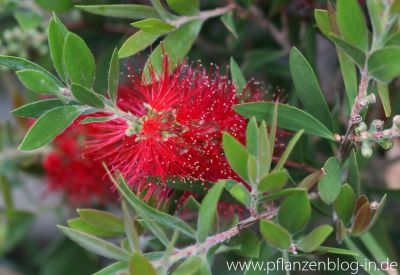 Zylinderputzer (Callistemon)