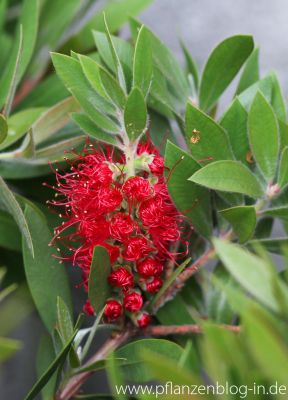 Zylinderputzer (Callistemon)