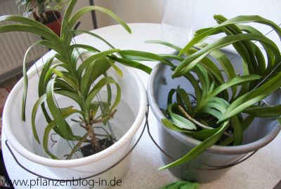 Vanda kräftig tauchen