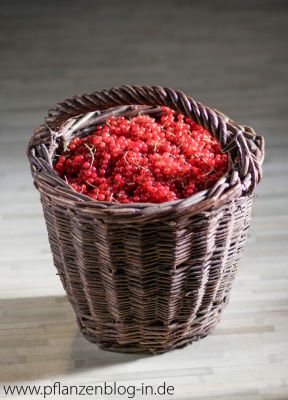 9 kg rote Johannisbeeren