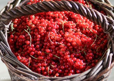 9 kg rote Johannisbeeren