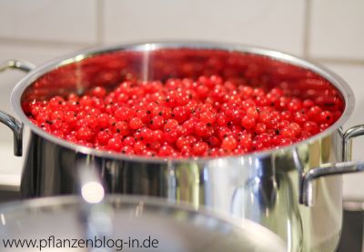 Rote Johannisbeeren