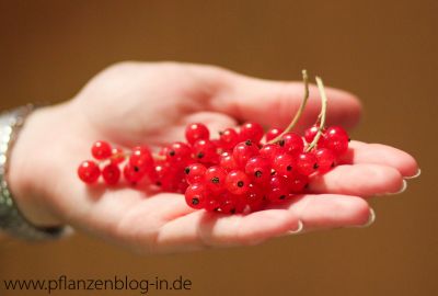 Rote Johannisbeeren