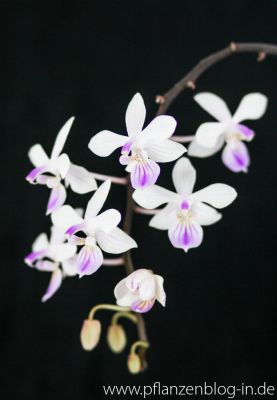 Phalaenopsis lindenii