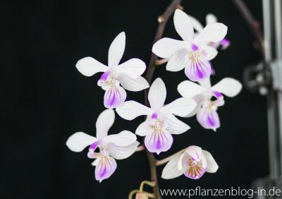 Phalaenopsis lindenii