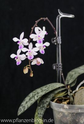 Phalaenopsis lindenii