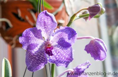 Vanda Sansai Blue