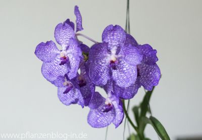 Vanda Sansai Blue