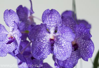 Vanda Sansai Blue