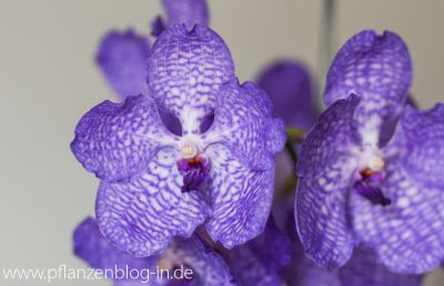 Vanda Sansai Blue