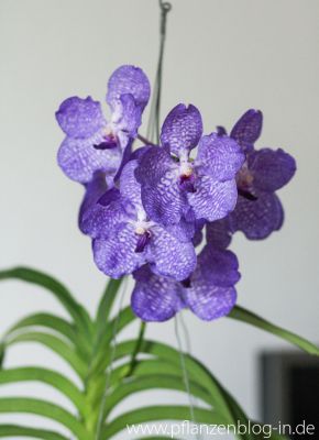 Vanda Sansai Blue