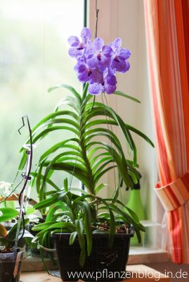 Vanda Sansai Blue