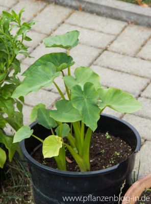 Colocasia Jack's Giant