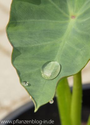 Colocasia Jack's Giant